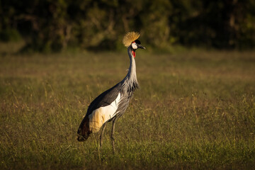 gray crowned crane birds during safari trip in Amboseli National Park, Kenya with beautiful landscape in background - 729829256