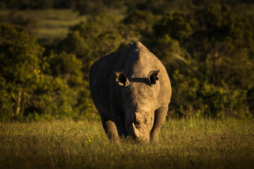 Amazing rhino animal with savana in background during safari tour in Ol Pejeta Park, Kenya - 729829463