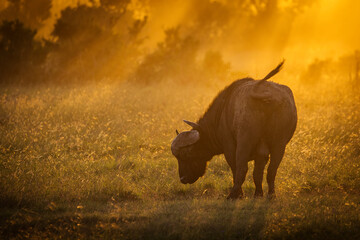 Bufalo at the sunset with beautiful light during safari in Maasai Mara, Kenya