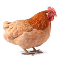 Fotobehang Close-up of a chicken on a white background  (avoiding isolated based on your instructions) © PNG FOR YOU