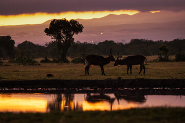 Antelope during beautiful sunrise in background in safari tour Ol Pejeta, Kenya - 729829674