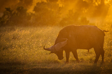 Bufalo at the sunset with beautiful light during safari in Maasai Mara, Kenya - 729829675