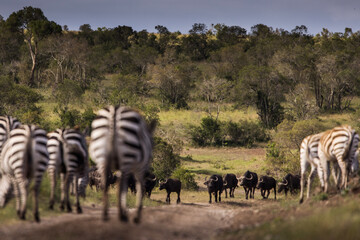 Group of zebra and bufalo facing together in Ol Pejeta Park, Kenya - 729829818