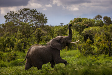 Furious elephant in the forest during safari tour in Ol Pejeta Park, Kenya