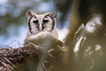 Owl in the nest during safari tour in Ol Pejeta Park, Kenya - 729829872
