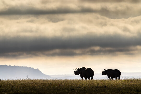 Amazing rhino animal with savana in background during safari tour in Ol Pejeta Park, Kenya