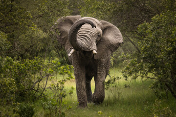 Furious elephant in the forest during safari tour in Ol Pejeta Park, Kenya