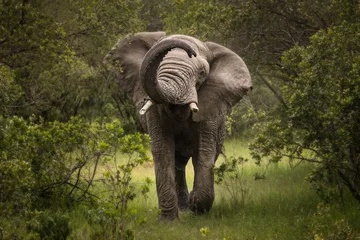 Keuken spatwand met foto Furious elephant in the forest during safari tour in Ol Pejeta Park, Kenya © danmir12