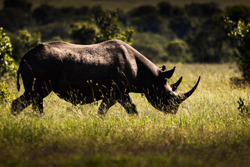 Amazing rhino animal with savana in background during safari tour in Ol Pejeta Park, Kenya - 729830238