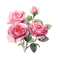watercolor a close up of a bunch of pink roses with green leaves