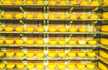 The head of cheese on the shelves. Zaanse-Schans. Netherlands