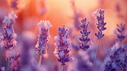  a field of lavender flowers with the sun shining through the clouds in the backgrounnd of the photo, with a blurry background of the lavender flowers in the foreground and the foreground