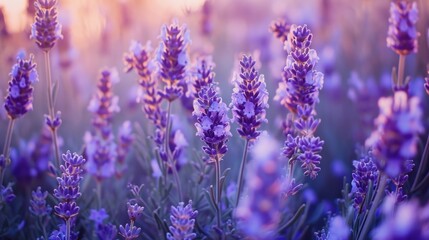  a field of lavender flowers with the sun shining through the purple flowers on the right side of the picture and the lavender flowers on the left side of the right side of the picture.
