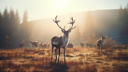 Majestic Stag with Herd in Misty Morning Light