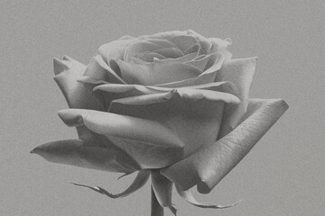 Black and white vintage photo of a rose flower. Stylish background for poster.