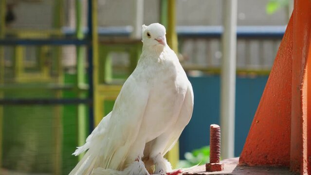 White Fantail pigeon standing, Columba livia domestica. 