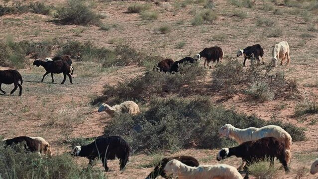 Najdi Sheep, native to the Arabian Peninsula's Najd region, graze in the desert. They are commonly found in Saudi Arabia, Kuwait, Oman, and the UAE, regions also known for their unique bread