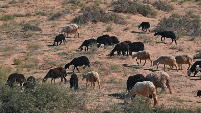Najdi Sheep, native to the Arabian Peninsula's Najd region, graze in the desert. They are commonly found in Saudi Arabia, Kuwait, Oman, and the UAE, regions also known for their unique bread