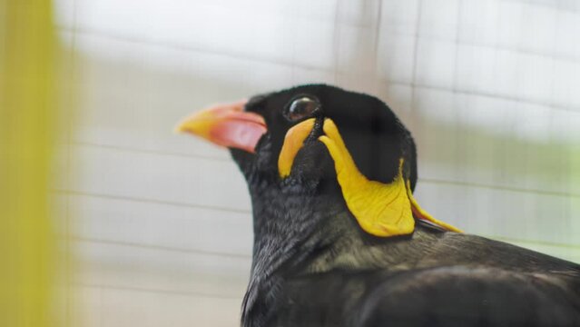 Exotic Indonesian Beo Gracula Bird inside a cage, Gracula venerata