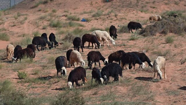 The Najdi Sheep, originating from the Najd region in the Arabian Peninsula, are commonly spotted grazing in the desert. It is found in Saudi Arabia, Kuwait, Oman, and the UAE