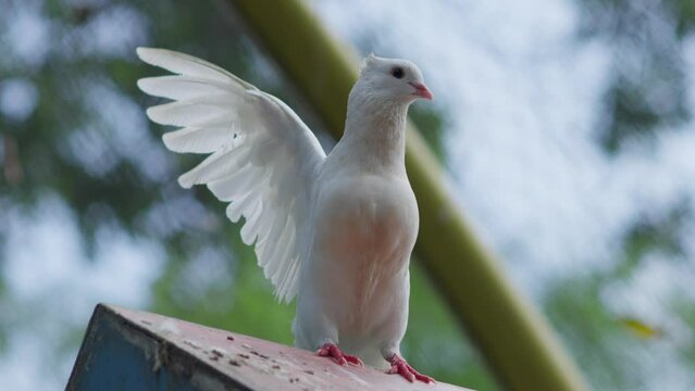 White Fantail pigeon flapping its wing. Low angle close up