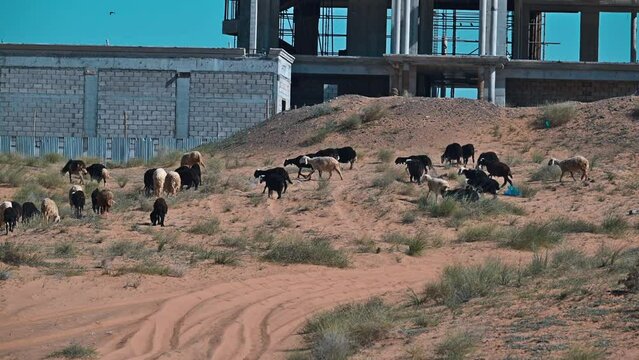 Najdi Sheep, native to the Arabian Peninsula's Najd region, graze in the desert. They are commonly found in Saudi Arabia, Kuwait, Oman, and the UAE, regions also known for their unique bread