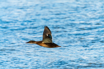 Flying ducks along the Munich Isar during winter time