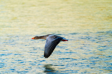 Flying ducks along the Munich Isar during winter time