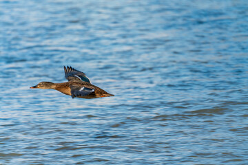 Flying ducks along the Munich Isar during winter time