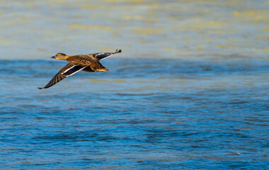 Flying ducks along the Munich Isar during winter time