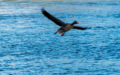 Flying ducks along the Munich Isar during winter time