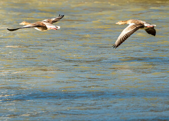 Flying ducks along the Munich Isar during winter time