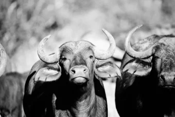 Foto auf Acrylglas buffalos in the wild © Christi