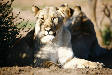 female lion in the wild