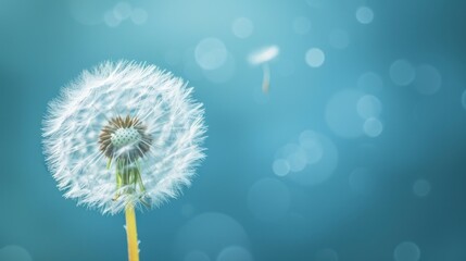  a dandelion is blowing in the wind on a blue and green background with a blurry image of a dandelion in the middle of the dandelion.