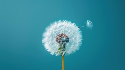  a dandelion blowing in the wind with a blue sky in the background and a single dandelion in the foreground with a single dandelion in the foreground.