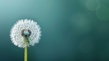  a close up of a dandelion on a blurry background with a blurry image of the dandelion in the center of the dandelion.