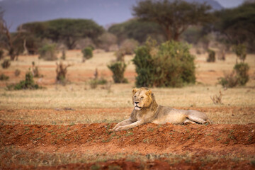 Lion and lioness in savana during safari tour in Tsavo Park, Kenya - 729839224