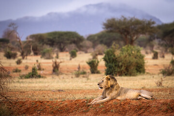 Lion and lioness in savana during safari tour in Tsavo Park, Kenya - 729839238