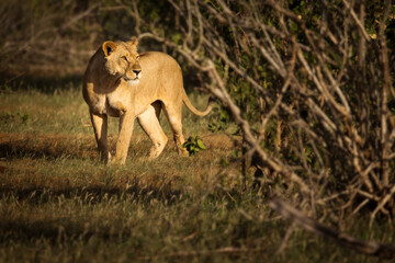 Lion and lioness in savana during safari tour in Tsavo Park, Kenya - 729839453