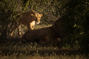 Lion and lioness in savana during safari tour in Tsavo Park, Kenya - 729839630