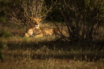Lion and lioness in savana during safari tour in Tsavo Park, Kenya - 729839639