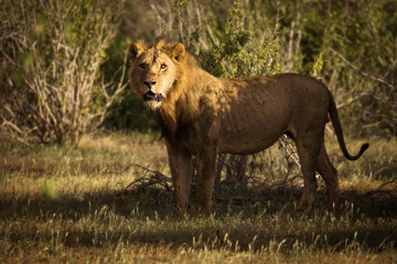 Lion and lioness in savana during safari tour in Tsavo Park, Kenya - 729839687