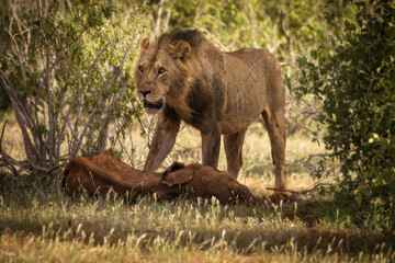 Lion and lioness in savana during safari tour in Tsavo Park, Kenya - 729839804