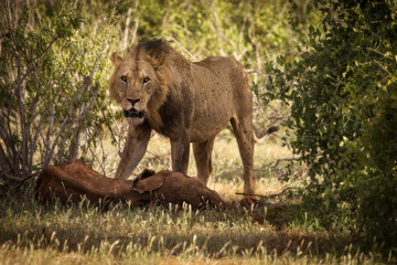 Lion and lioness in savana during safari tour in Tsavo Park, Kenya - 729839864