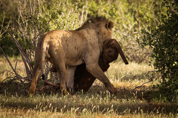Lion and lioness in savana during safari tour in Tsavo Park, Kenya - 729839891