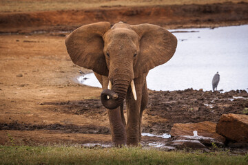 Elephant playing in savana during safari tour in Tsavo Park, Kenya - 729840025