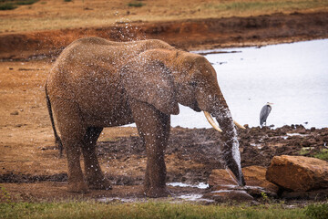 Elephant playing in savana during safari tour in Tsavo Park, Kenya - 729840077