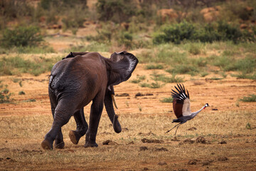 Elephant playing in savana during safari tour in Tsavo Park, Kenya - 729840217