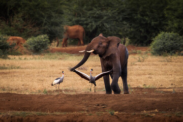 Elephant playing in savana during safari tour in Tsavo Park, Kenya - 729840273